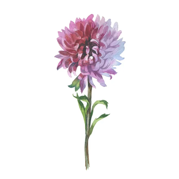 Wildflower bloem chrysant in een aquarel stijl geïsoleerd. — Stockfoto