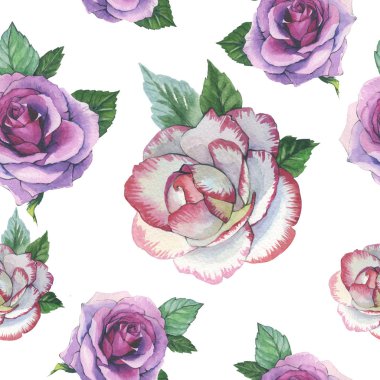 Kır çiçeği gül çiçek deseni izole bir suluboya tarzında.