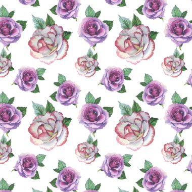 Kır çiçeği gül çiçek deseni izole bir suluboya tarzında.