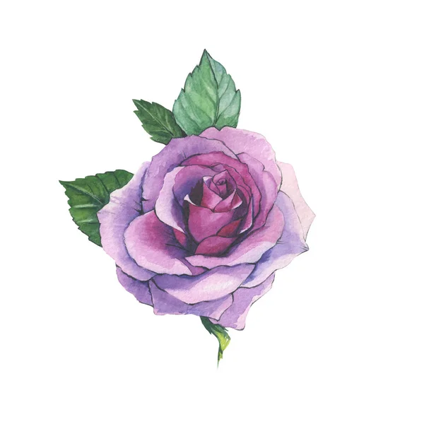 Vadvirág Rózsa virág tetoválás elszigetelt akvarell stílusú. — Stock Fotó