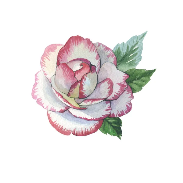 Vadvirág Rózsa virág tetoválás elszigetelt akvarell stílusú. — Stock Fotó
