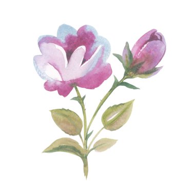 Kır çiçeği gül çiçek izole bir suluboya tarzında.