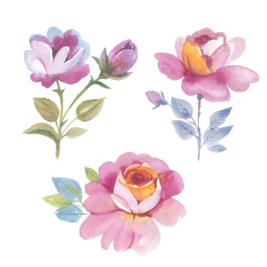 Kır çiçeği gül çiçek izole bir suluboya tarzında.