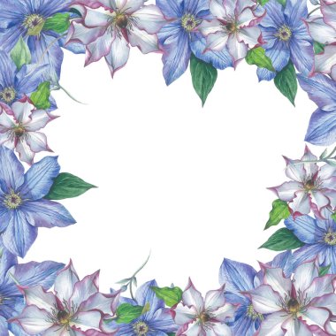 Kır çiçeği akasma çiçek çerçeve izole bir suluboya tarzında.