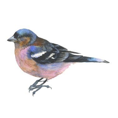 Gökyüzü kuş sparrow suluboya Style izole bir yaban hayatı.