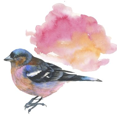 Gökyüzü kuş sparrow suluboya Style izole bir yaban hayatı.