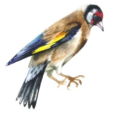 Gökyüzü kuş sparrow suluboya Style izole bir yaban hayatı.