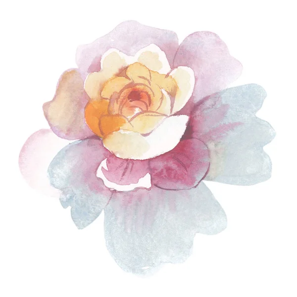 고립 된 수채화 스타일에서 플라워 장미 꽃. — 스톡 사진