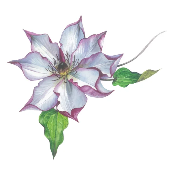 Wildflower clematis kwiat w stylu przypominającym akwarele na białym tle. — Zdjęcie stockowe