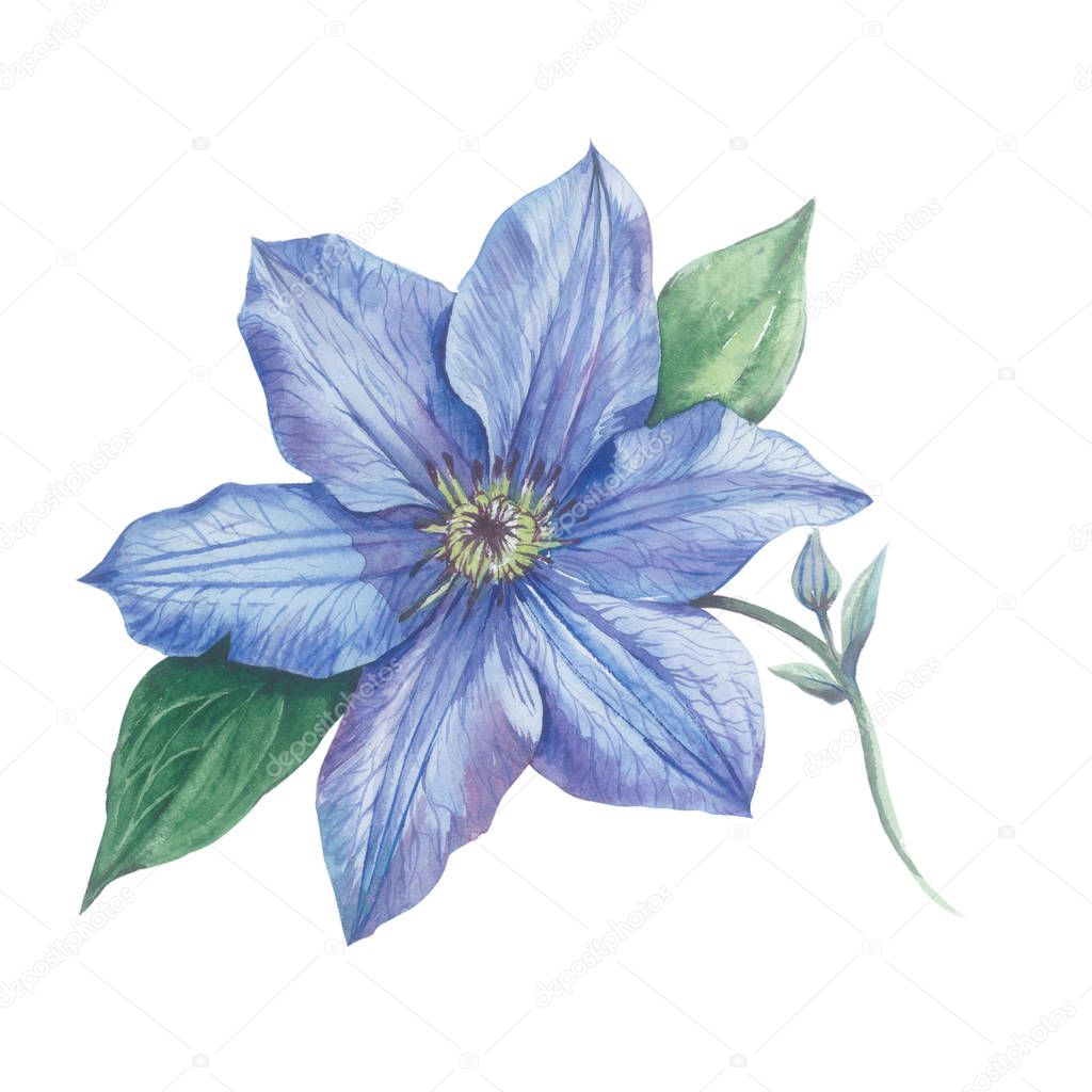 Wildflower clematis flower in a watercolor style isolated.