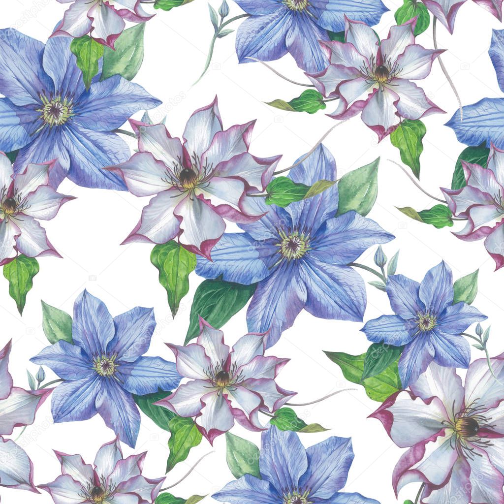 Wildflower clematis flower pattern in a watercolor style isolated.