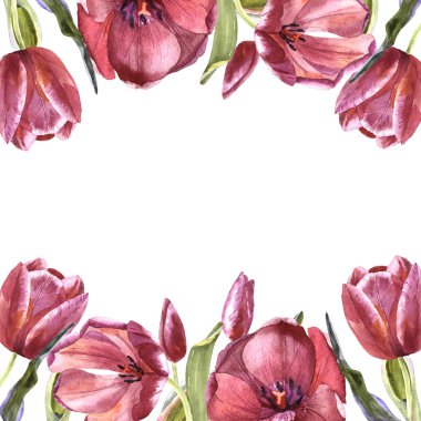 Kır çiçeği Lale çiçek çerçeve izole bir suluboya tarzında.