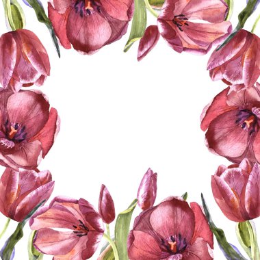 Kır çiçeği Lale çiçek çerçeve izole bir suluboya tarzında.