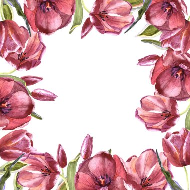 Kır çiçeği Lale çiçek çerçeve izole bir suluboya tarzında.