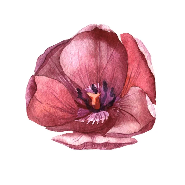 Flor de tulipa de flores silvestres em um estilo aquarela isolado . — Fotografia de Stock