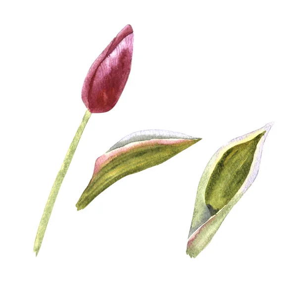 Flor de tulipa de flores silvestres em um estilo aquarela isolado . — Fotografia de Stock