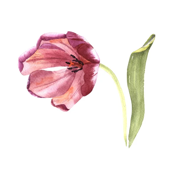 Tulipán květ ve stylu akvarelu izolované wildflower. — Stock fotografie