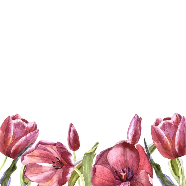 Flor de tulipa silvestre moldura em um estilo aquarela isolado . — Fotografia de Stock