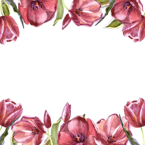 Wildflower tulip bloem frame in een aquarel stijl geïsoleerd. — Stockfoto