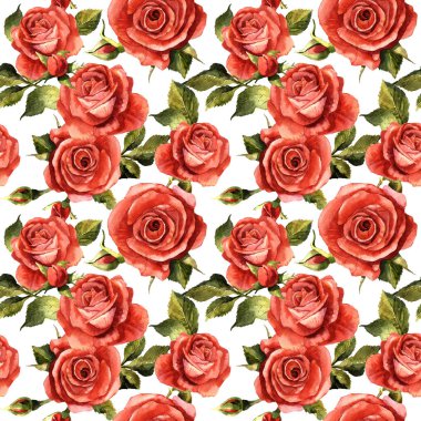 Kır çiçeği gül çiçek deseni izole bir suluboya tarzında.