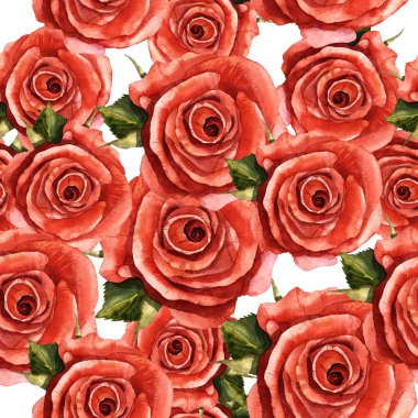 Kır çiçeği gül çiçek deseni izole bir suluboya tarzında.