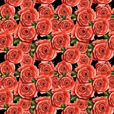 Kır çiçeği gül çiçek deseni izole bir suluboya tarzında.