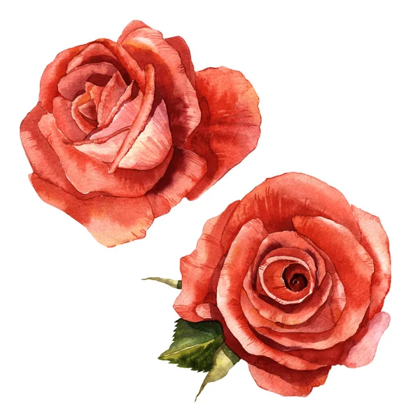 Kır çiçeği gül çiçek izole bir suluboya tarzında.