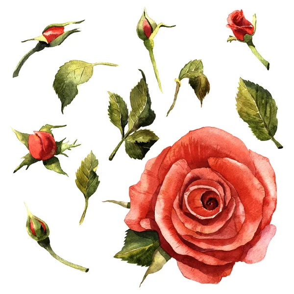 Дика квітка троянди в акварельному стилі ізольовані . — стокове фото