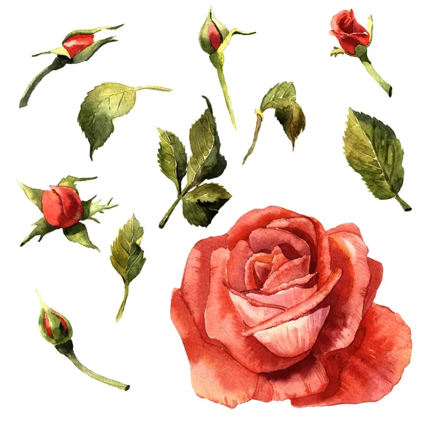 Kır çiçeği gül çiçek izole bir suluboya tarzında.