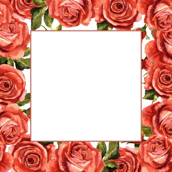 Kır çiçeği gül çiçek çerçeve izole bir suluboya tarzında.