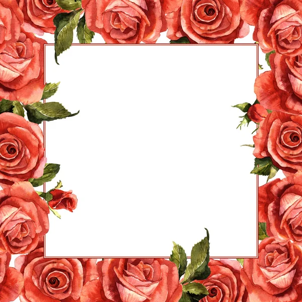 Kır çiçeği gül çiçek çerçeve izole bir suluboya tarzında.