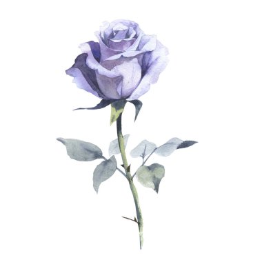 Kır çiçeği gül çiçek izole bir suluboya tarzında.