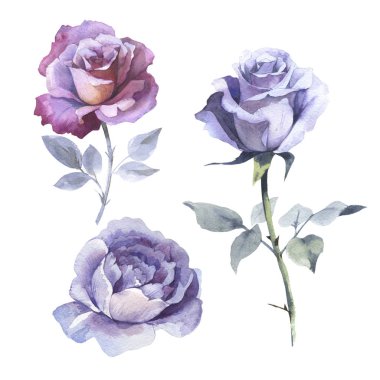 Kır çiçeği gül çiçek izole bir suluboya tarzında.