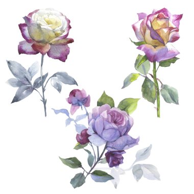 Kır çiçeği gül çiçek izole bir suluboya tarzında.