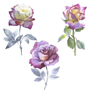 Kır çiçeği gül çiçek izole bir suluboya tarzında.