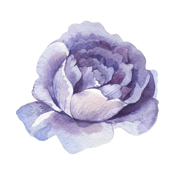 Wildflower rose flower in a watercolor style isolated. — Stock Photo, Image