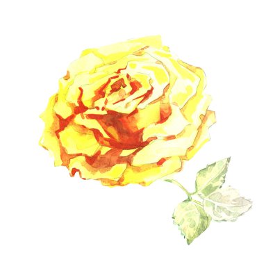 Kır çiçeği gül çiçek izole bir suluboya tarzında.