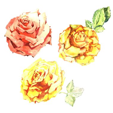 Kır çiçeği gül çiçek izole bir suluboya tarzında.