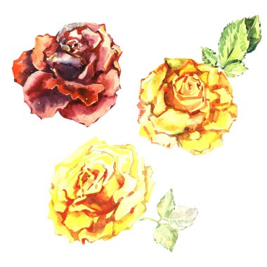 Kır çiçeği gül çiçek izole bir suluboya tarzında.