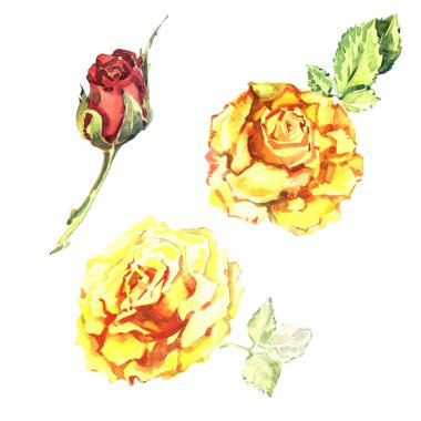 Kır çiçeği gül çiçek izole bir suluboya tarzında.