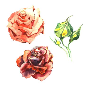 Kır çiçeği gül çiçek izole bir suluboya tarzında.