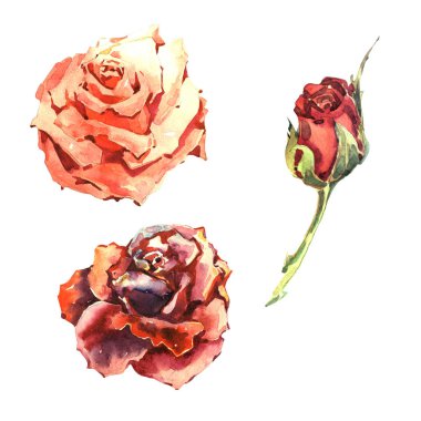 Kır çiçeği gül çiçek izole bir suluboya tarzında.