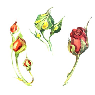 Kır çiçeği gül çiçek izole bir suluboya tarzında.