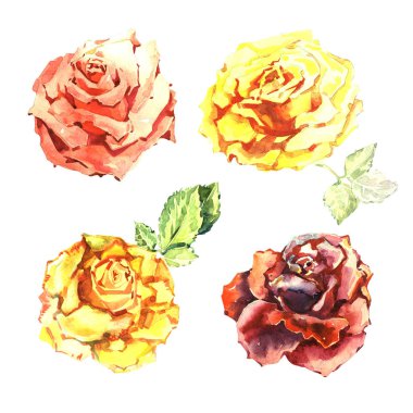 Kır çiçeği gül çiçek izole bir suluboya tarzında.