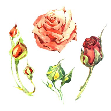 Kır çiçeği gül çiçek izole bir suluboya tarzında.