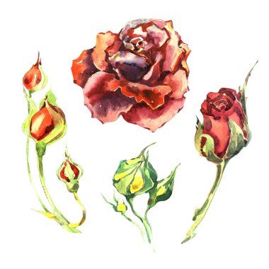 Kır çiçeği gül çiçek izole bir suluboya tarzında.