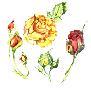 Kır çiçeği gül çiçek izole bir suluboya tarzında.