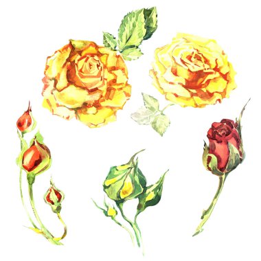 Kır çiçeği gül çiçek izole bir suluboya tarzında.