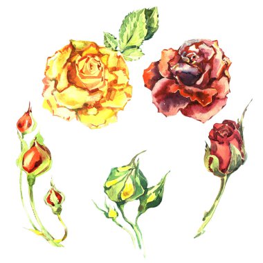 Kır çiçeği gül çiçek izole bir suluboya tarzında.