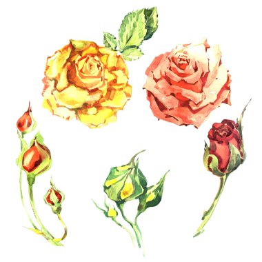 Kır çiçeği gül çiçek izole bir suluboya tarzında.